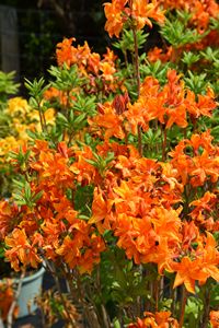 Azalea Golden Sunset